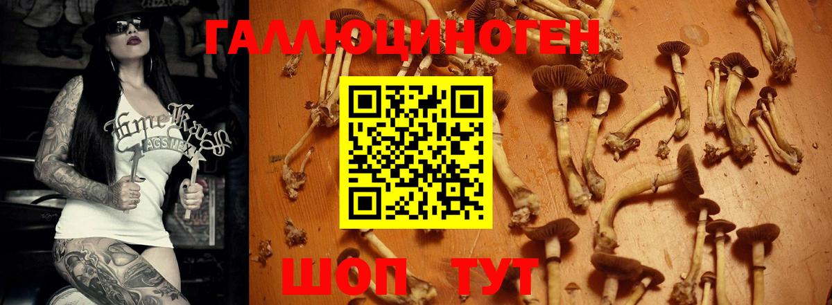 Галлюциногенные грибы Psilocybe Екатеринбург